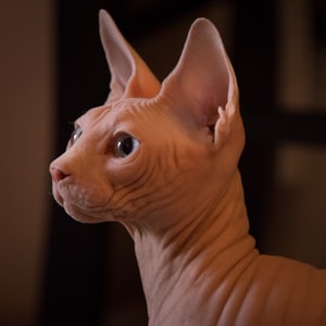 pets