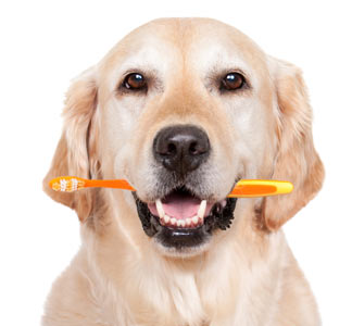 How To Get Rid Of Cavities