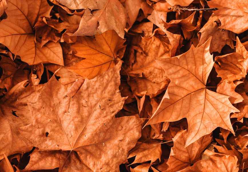 Weird Holidays in November | Diet Tips You Can Actually Use
